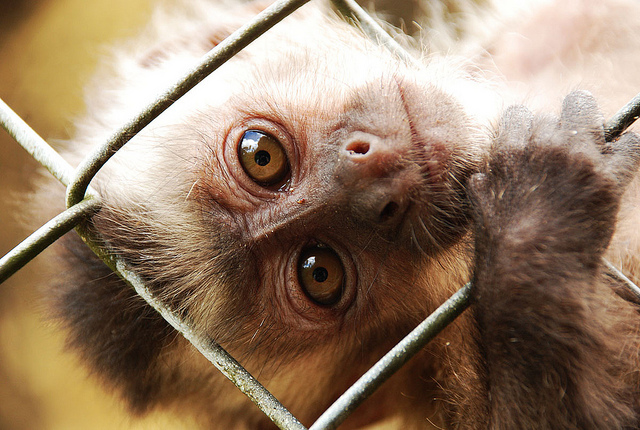O CASO DO MACACO CHUNMUN